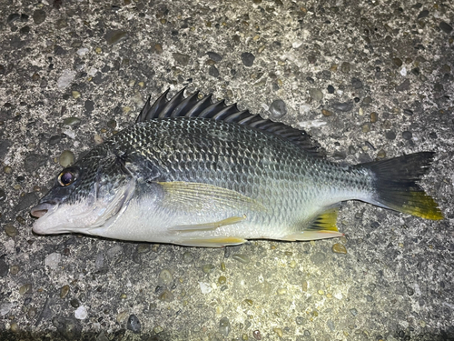 キビレの釣果