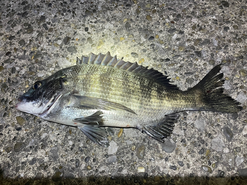 チヌの釣果