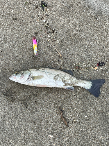 セイゴ（マルスズキ）の釣果