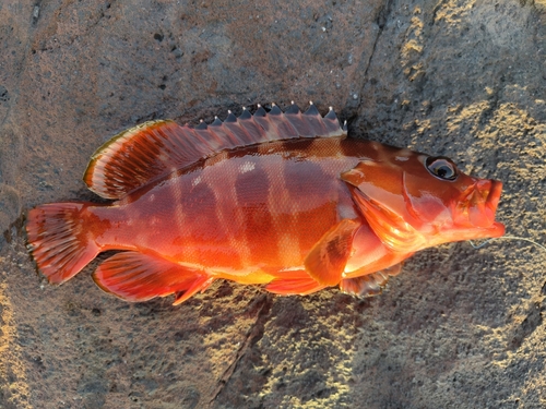 アカハタの釣果