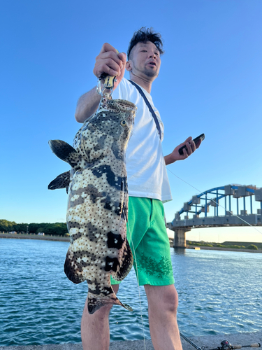 ヤイトハタの釣果