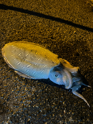 モンゴウイカの釣果