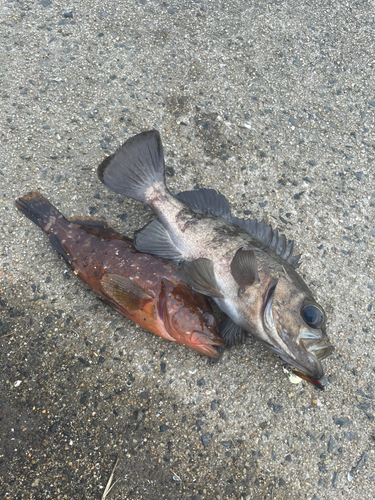 クロメバルの釣果