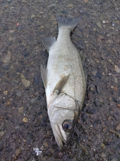 セイゴ（ヒラスズキ）の釣果