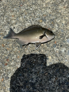 オナガグレの釣果