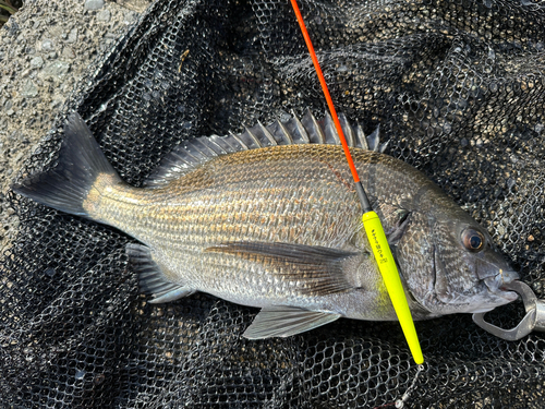 クロダイの釣果