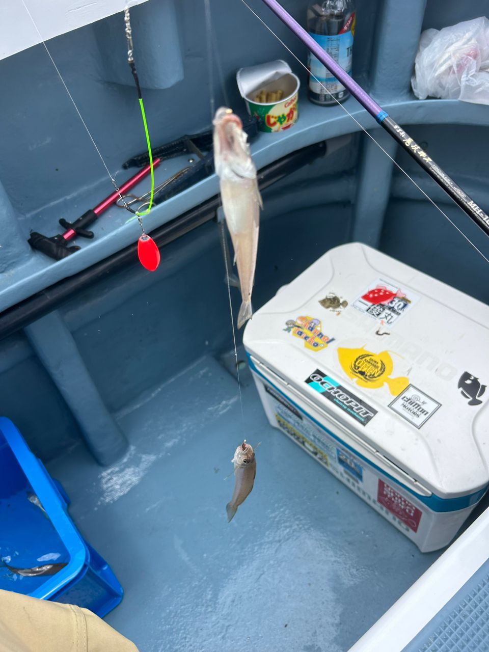 きンちゃンさんの釣果 2枚目の画像