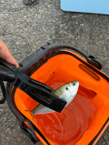 サッパの釣果