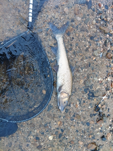 コウライニゴイの釣果