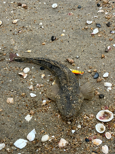 マゴチの釣果