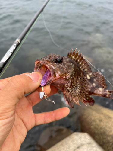 ガシラの釣果