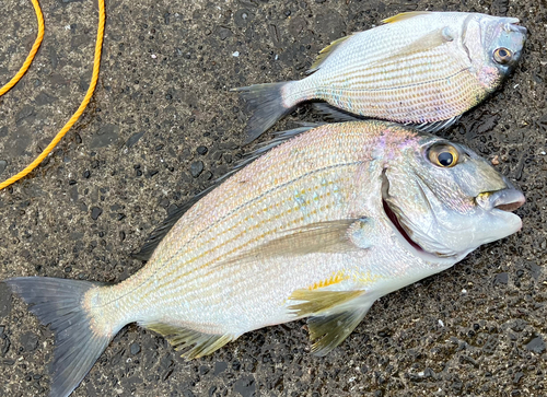 ヘダイの釣果