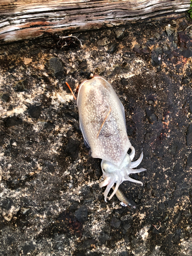 シリヤケイカの釣果