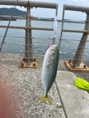 ワカシの釣果