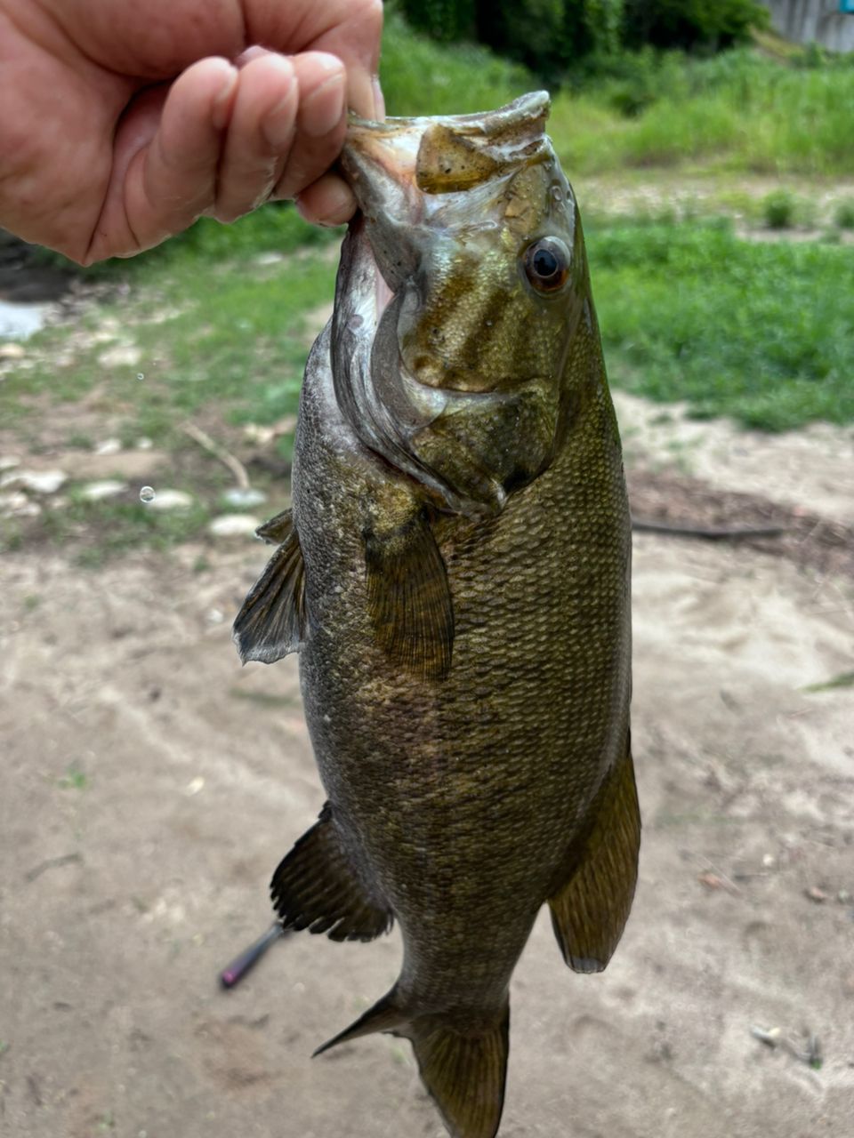 スモールマウスバス