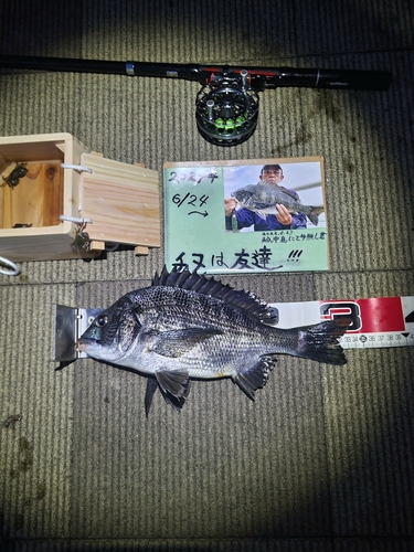 チヌの釣果