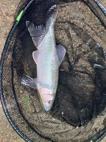 ケタバスの釣果