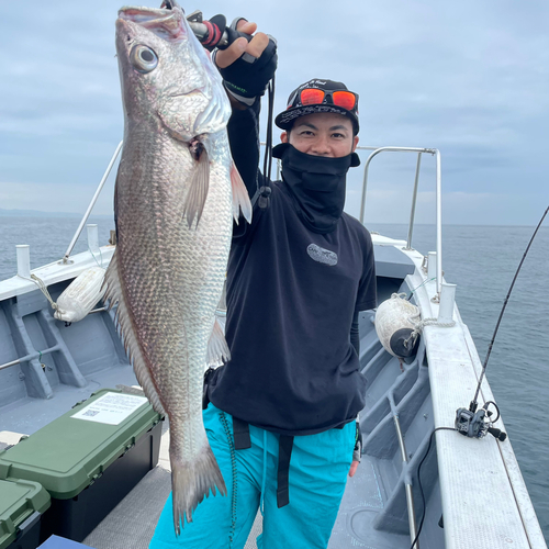 クログチの釣果