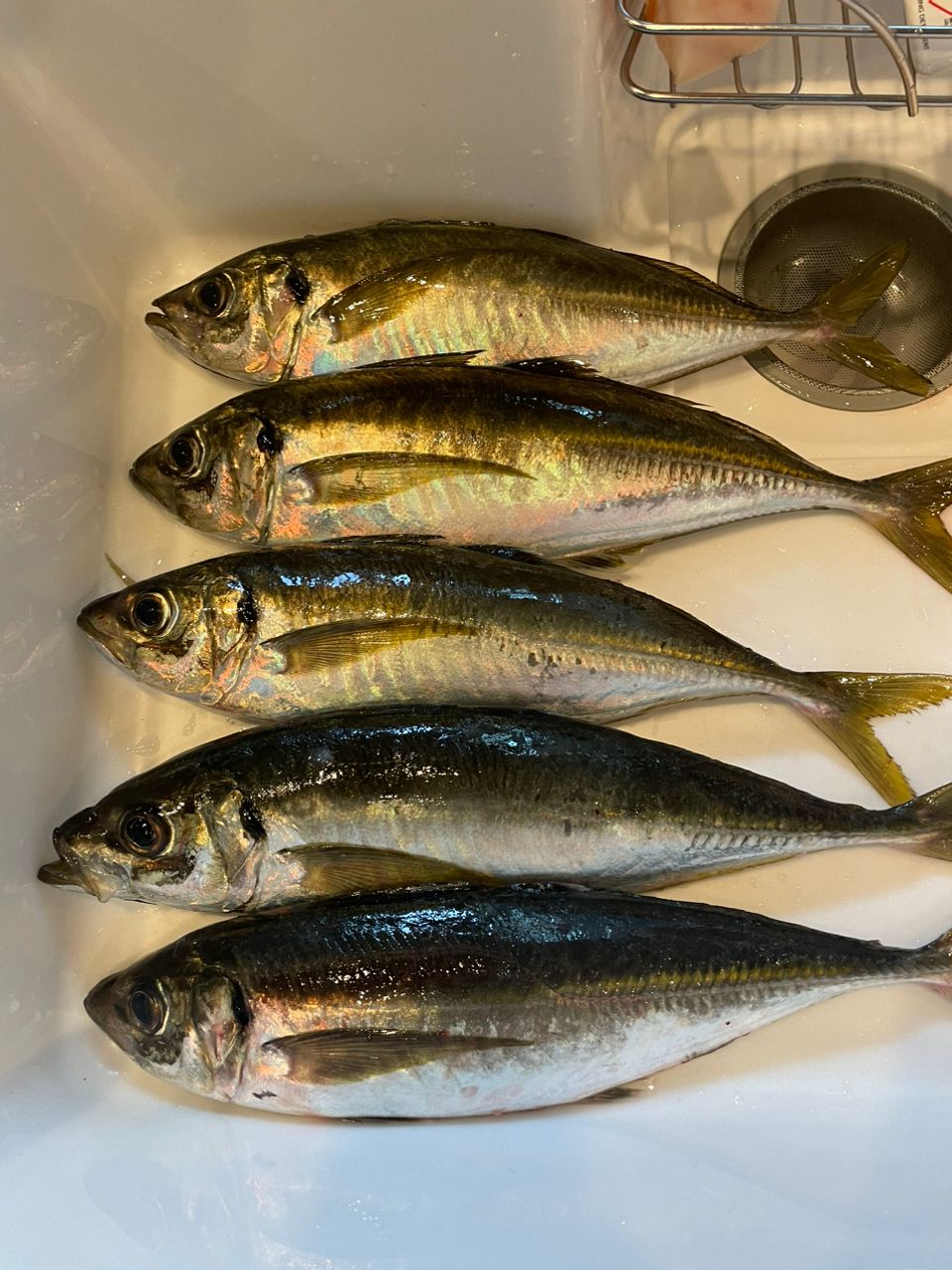 よぴっくさんの釣果 2枚目の画像