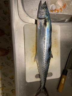 サゴシの釣果