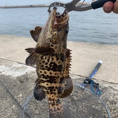 チャイロマルハタの釣果