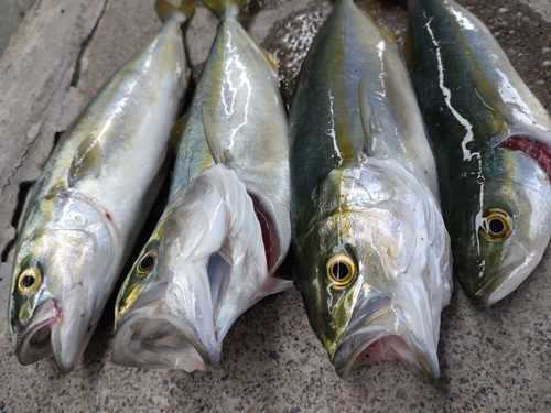 ワカシの釣果