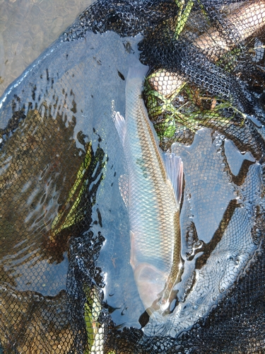 ケタバスの釣果