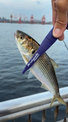 コノシロの釣果