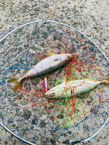 ツバスの釣果