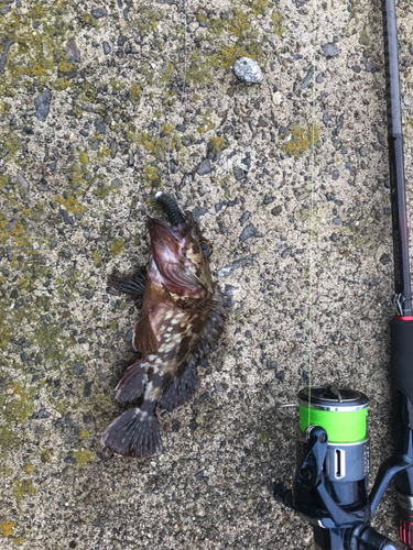 アラカブの釣果