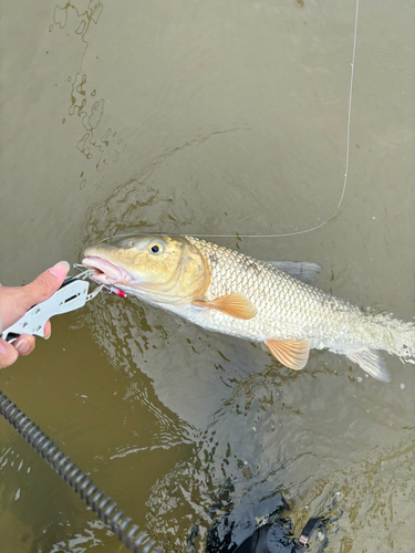 コイの釣果