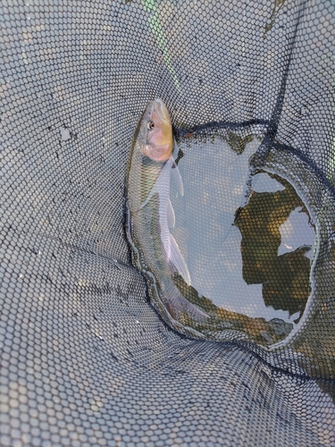 ケタバスの釣果