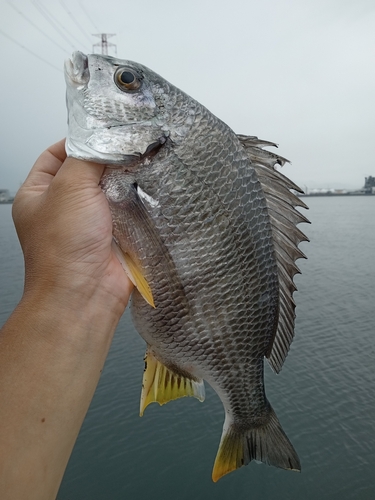 キビレの釣果