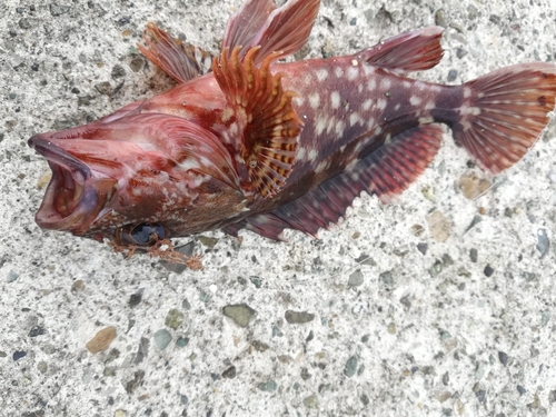 カサゴの釣果