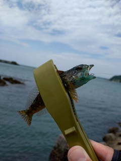 アナハゼの釣果