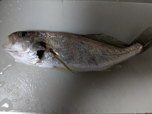 イシモチの釣果