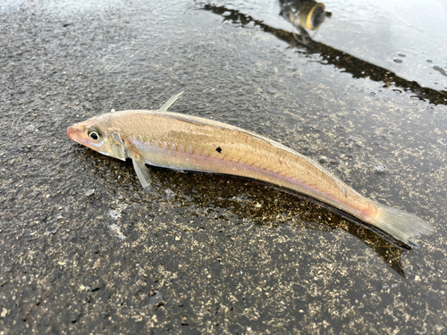 キスの釣果