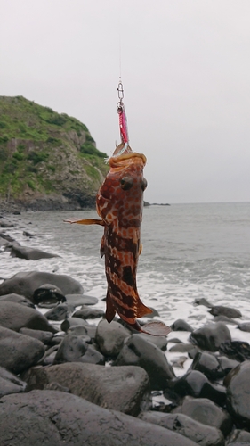 キジハタの釣果