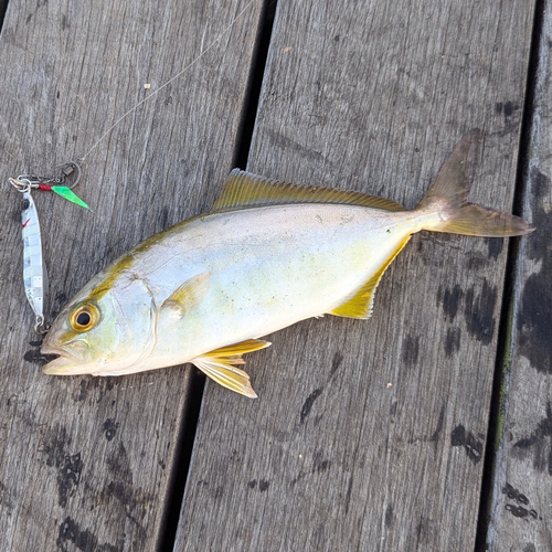 ショゴの釣果