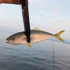 ワカシの釣果