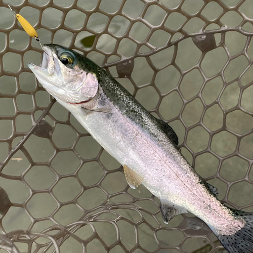 ニジマスの釣果