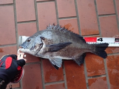 チヌの釣果