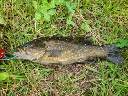 スモールマウスバスの釣果