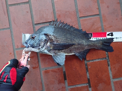 チヌの釣果