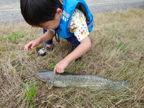 ナマズの釣果