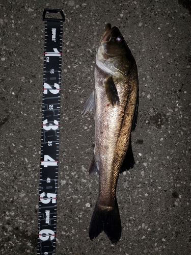 シーバスの釣果