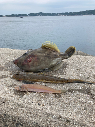 カワハギの釣果