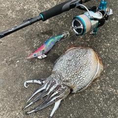 シリヤケイカの釣果