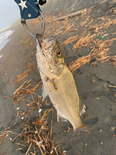 セイゴ（マルスズキ）の釣果