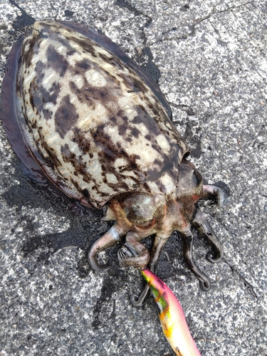 コウイカの釣果